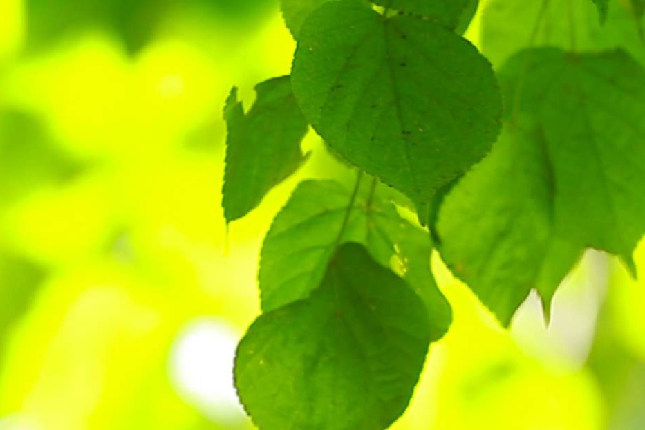 Image: mooving leaves