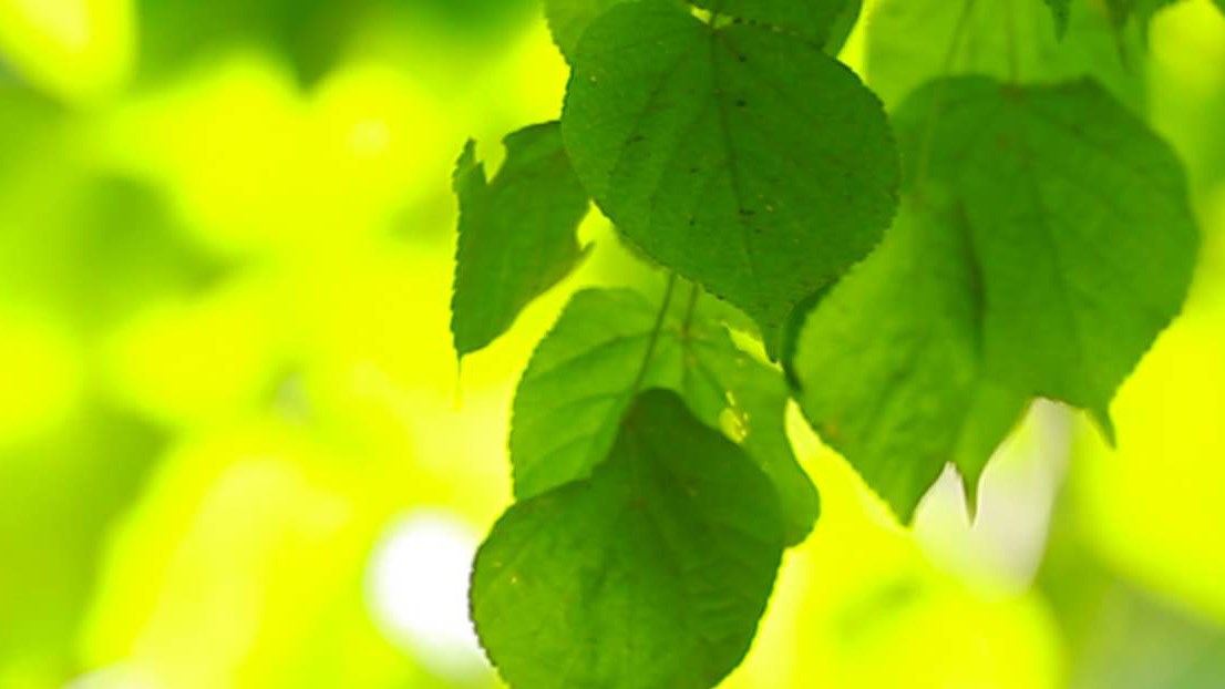 Image: mooving leaves